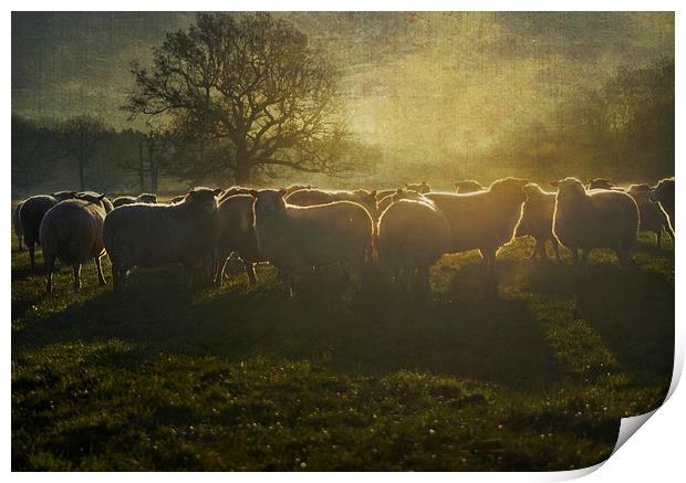 Early Morning Light Print by Dawn Cox
