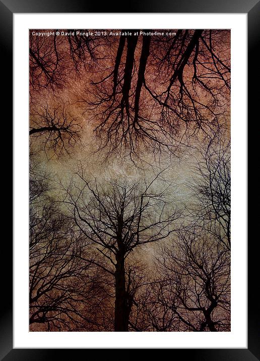 Tree Canopy Framed Mounted Print by David Pringle