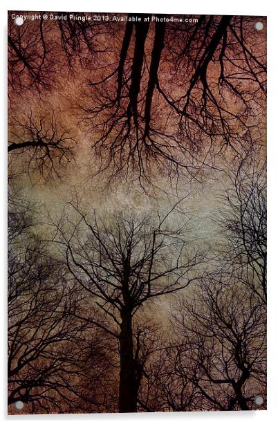 Tree Canopy Acrylic by David Pringle