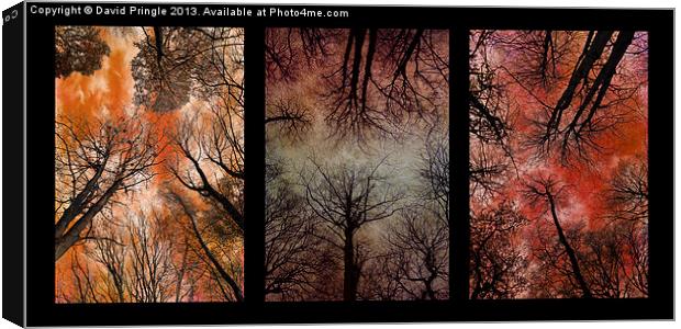 Tree Canopy Triptych Canvas Print by David Pringle