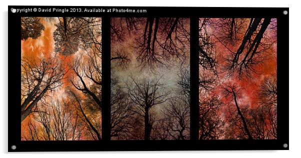 Tree Canopy Triptych Acrylic by David Pringle