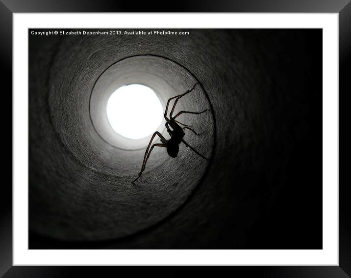 Spider in a Tunnel Framed Mounted Print by Elizabeth Debenham