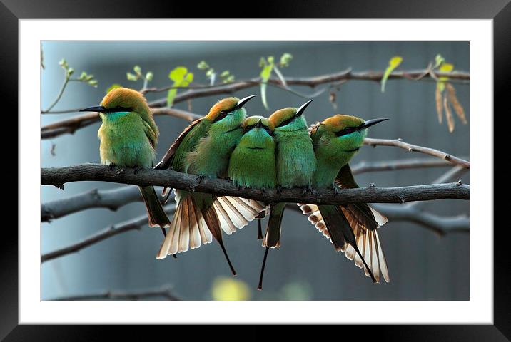 Green Bee Eater...... Framed Mounted Print by Bhagwat Tavri