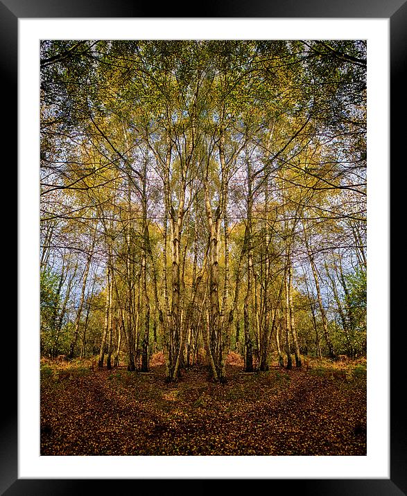 Autum colours from Norfolk Framed Mounted Print by Mark Bunning