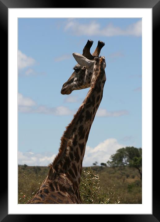 Giraffe Framed Mounted Print by Lindsay Parkin