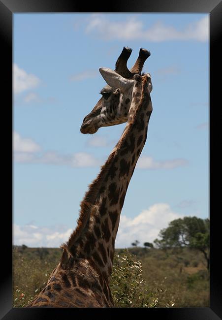 Giraffe Framed Print by Lindsay Parkin