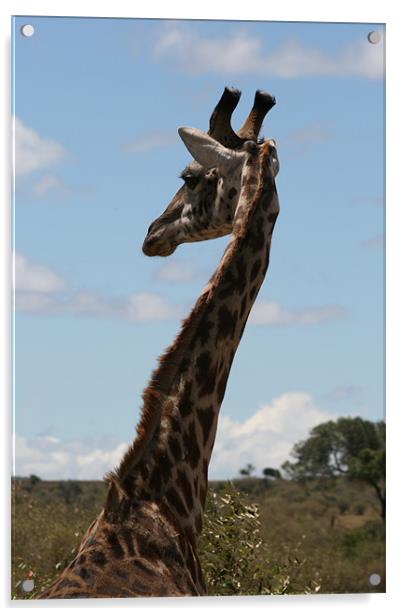 Giraffe Acrylic by Lindsay Parkin