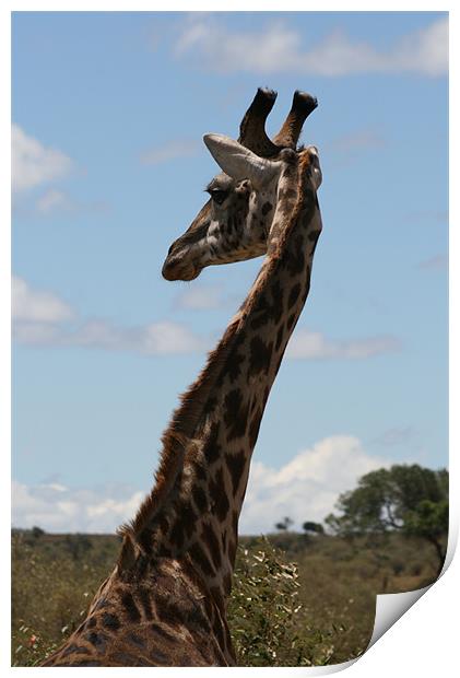 Giraffe Print by Lindsay Parkin