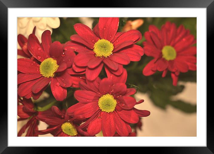 Red Daisies!! Framed Mounted Print by Nadeesha Jayamanne