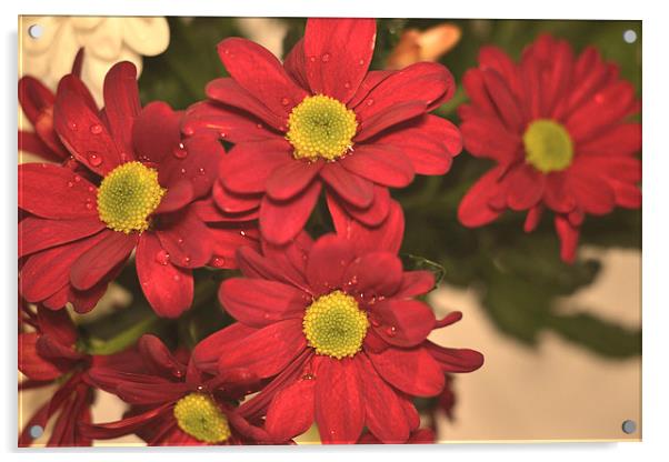 Red Daisies!! Acrylic by Nadeesha Jayamanne