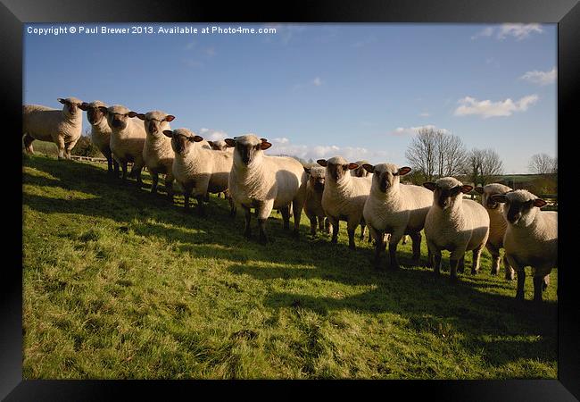 Sheep Framed Print by Paul Brewer