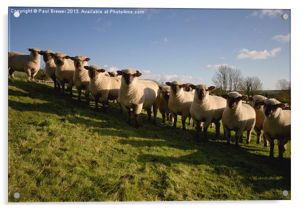 Sheep Acrylic by Paul Brewer
