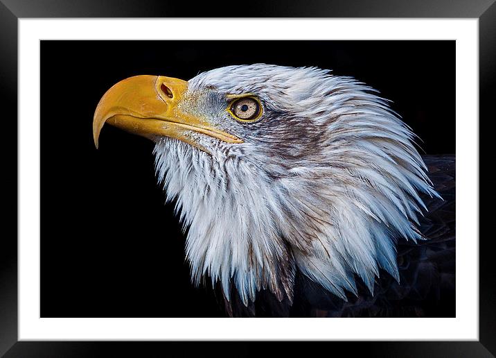 American Bald Eagle (Haliaeetus leucocephalus) Framed Mounted Print by Pete Lawless