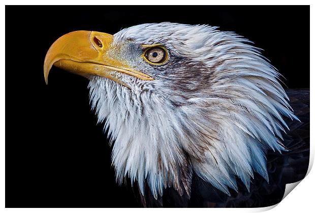 American Bald Eagle (Haliaeetus leucocephalus) Print by Pete Lawless