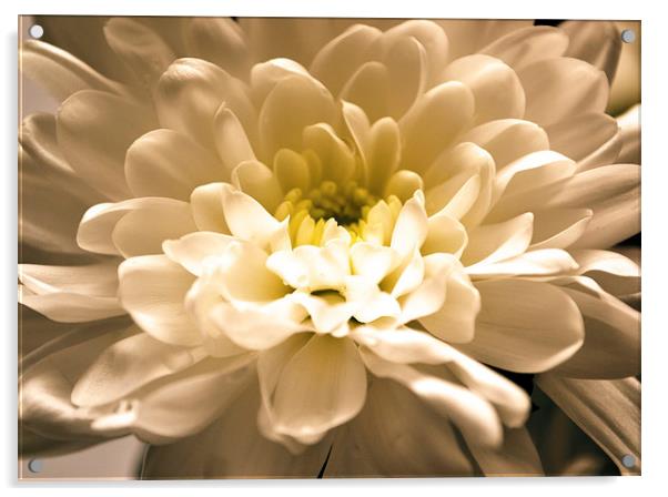 White Daisy. Acrylic by Nadeesha Jayamanne