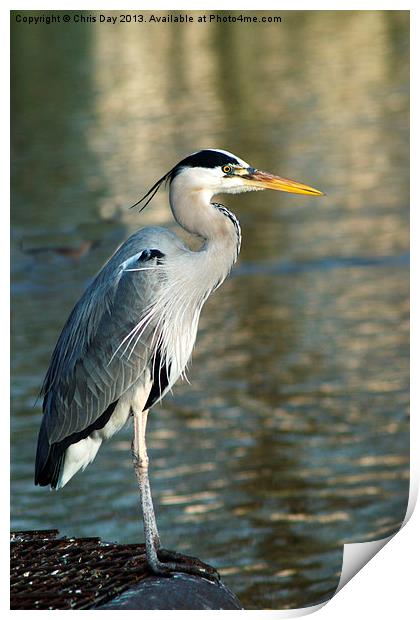 Grey Heron Print by Chris Day