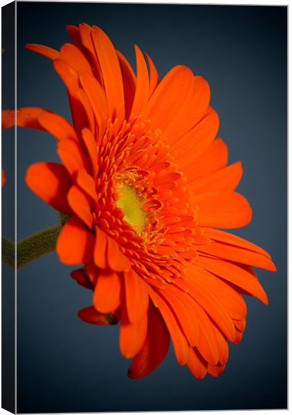 Gerbera #2 Canvas Print by Mark Robson