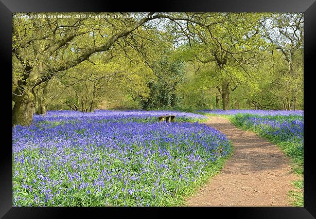 Bluebell Wood Essex Framed Print by Diana Mower