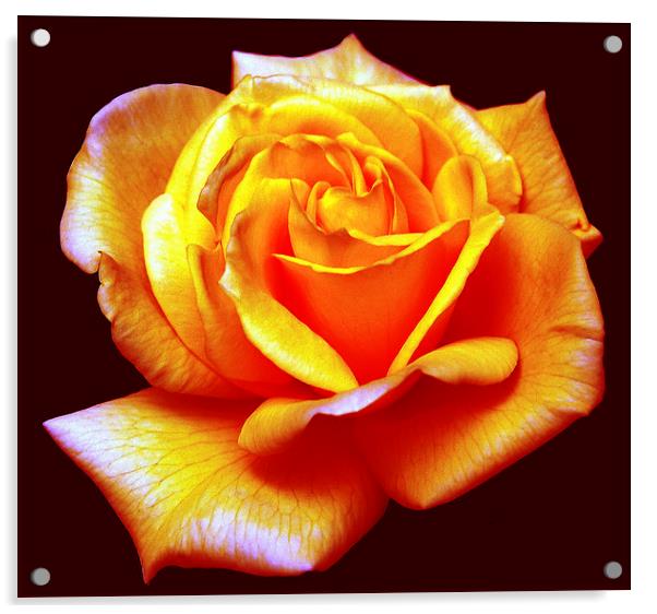 Modified Rose Acrylic by james balzano, jr.