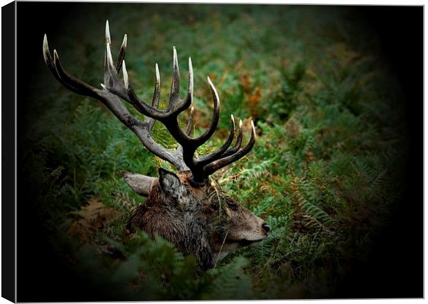 Ready for Rutting by JCstudios Canvas Print by JC studios LRPS ARPS