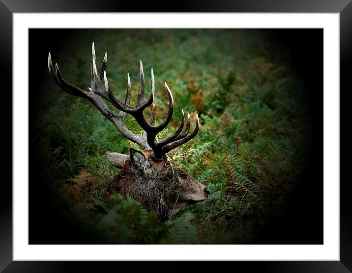 Ready for Rutting by JCstudios Framed Mounted Print by JC studios LRPS ARPS