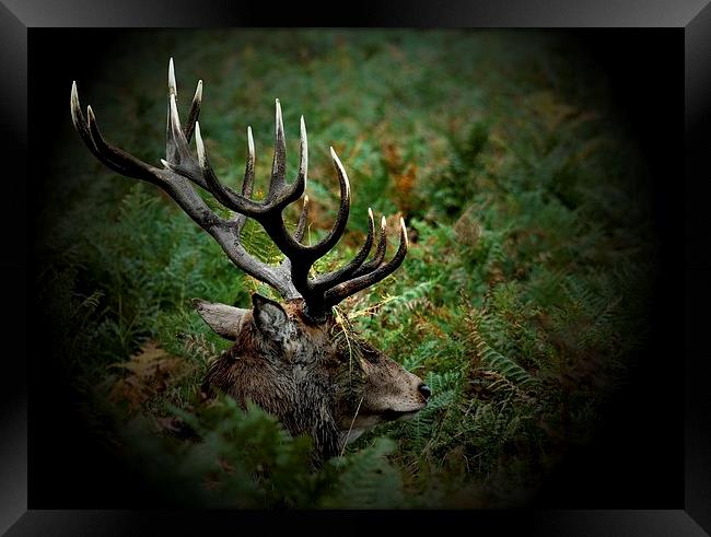 Ready for Rutting by JCstudios Framed Print by JC studios LRPS ARPS