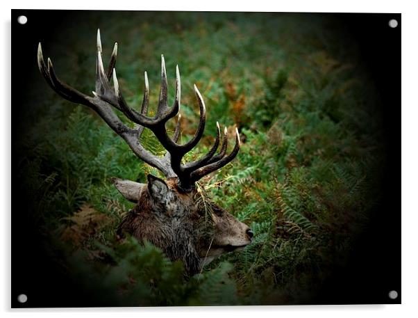 Ready for Rutting by JCstudios Acrylic by JC studios LRPS ARPS
