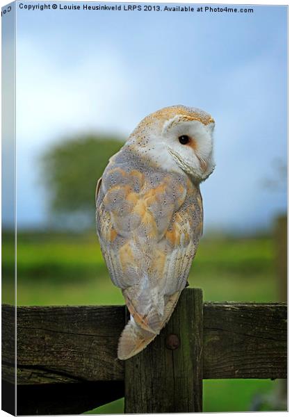 Barn Owl on a Fence Canvas Print by Louise Heusinkveld