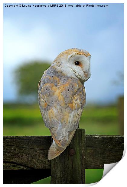 Barn Owl on a Fence Print by Louise Heusinkveld