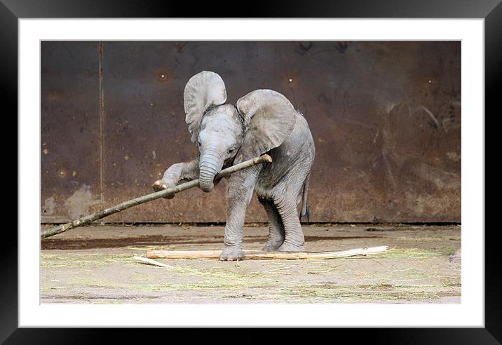 Baby Elephant Framed Mounted Print by Ruth Hallam