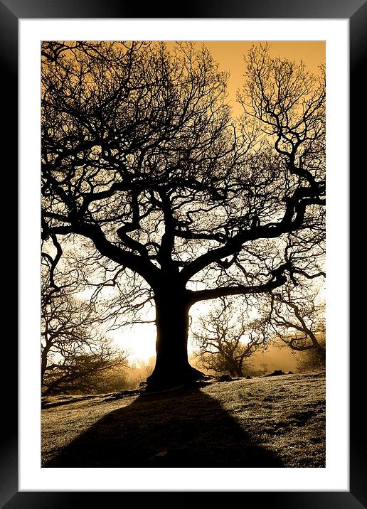 Spooky tree Framed Mounted Print by Helen Cooke