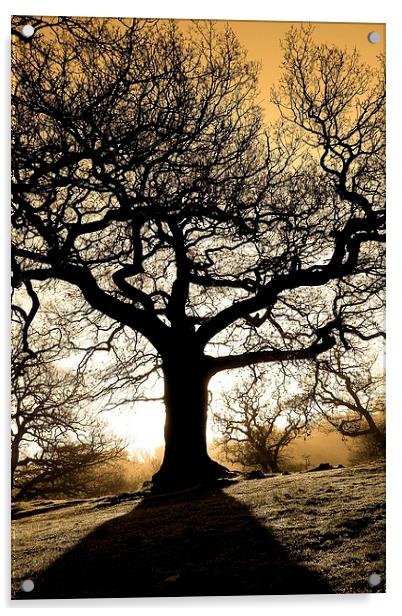Spooky tree Acrylic by Helen Cooke