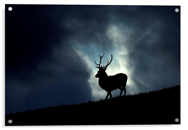 Stag silhouette Acrylic by Macrae Images