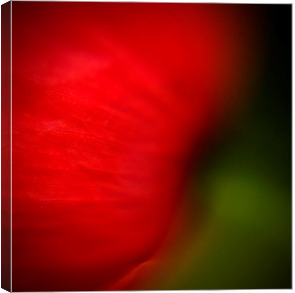Abstract Poppy Canvas Print by Steven Shea