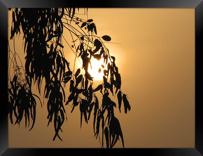 morning colours Framed Print by anurag gupta