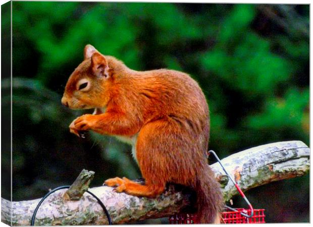 The Red Squirrel Canvas Print by Bill Lighterness