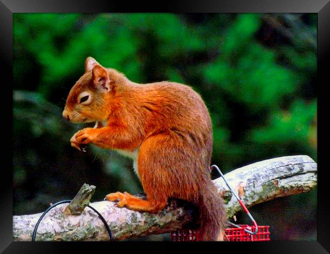 The Red Squirrel Framed Print by Bill Lighterness
