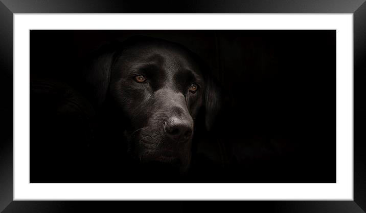 Black Labrador Portrait Framed Mounted Print by Simon Wrigglesworth