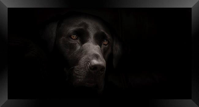 Black Labrador Portrait Framed Print by Simon Wrigglesworth