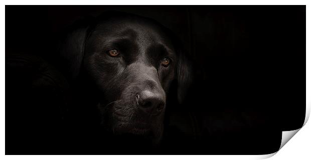 Black Labrador Portrait Print by Simon Wrigglesworth