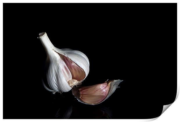 Garlic Bulb Print by anna collins