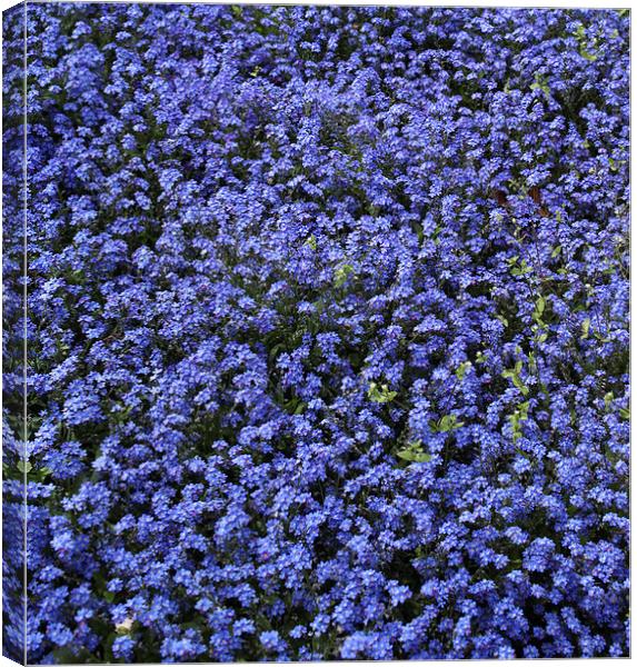 Tiny blue flowers Canvas Print by anna collins
