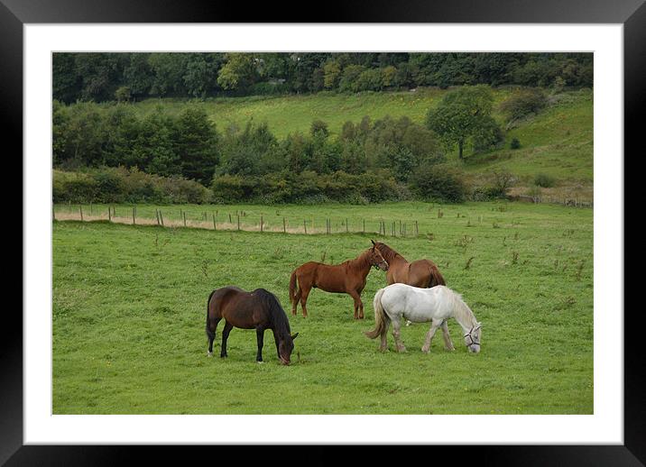 hORSES IN A FIELD Framed Mounted Print by JEAN FITZHUGH