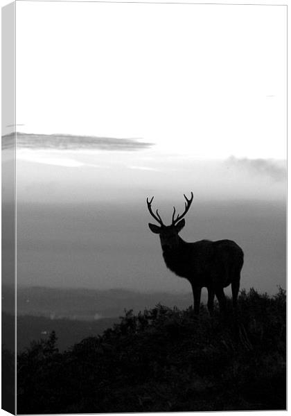 Stag in black and white Canvas Print by Helen Cooke