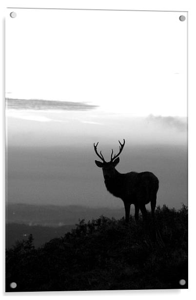 Stag in black and white Acrylic by Helen Cooke