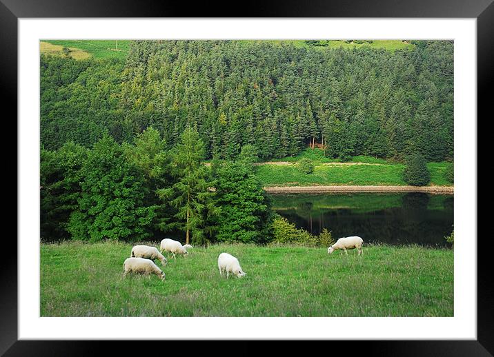 Sheep in the countryside Framed Mounted Print by JEAN FITZHUGH