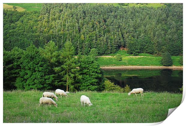 Sheep in the countryside Print by JEAN FITZHUGH