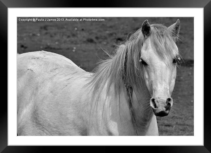 White Horse Framed Mounted Print by Paula J James