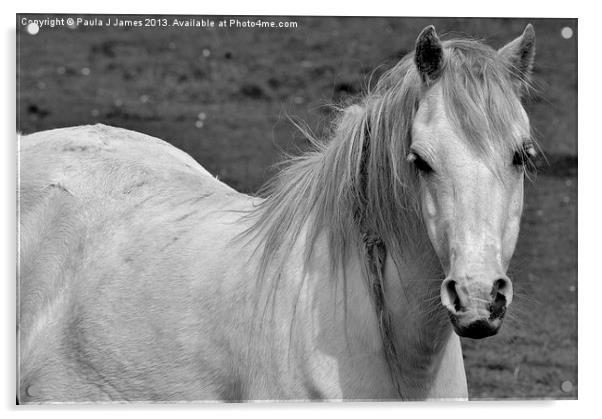 White Horse Acrylic by Paula J James