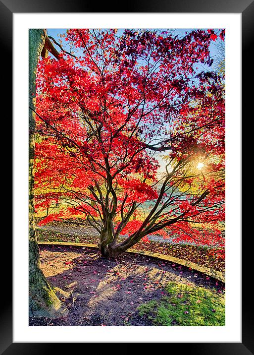 The Red Tree Framed Mounted Print by Alex Clark